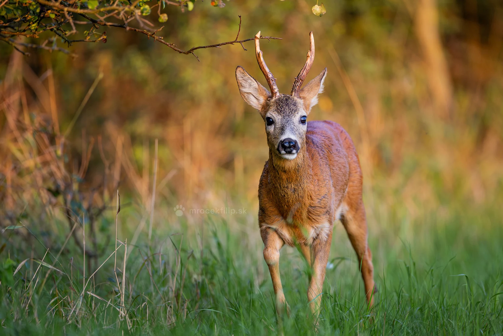 A roe buck steps out from under a bush in evening light, head raised towards the lens.