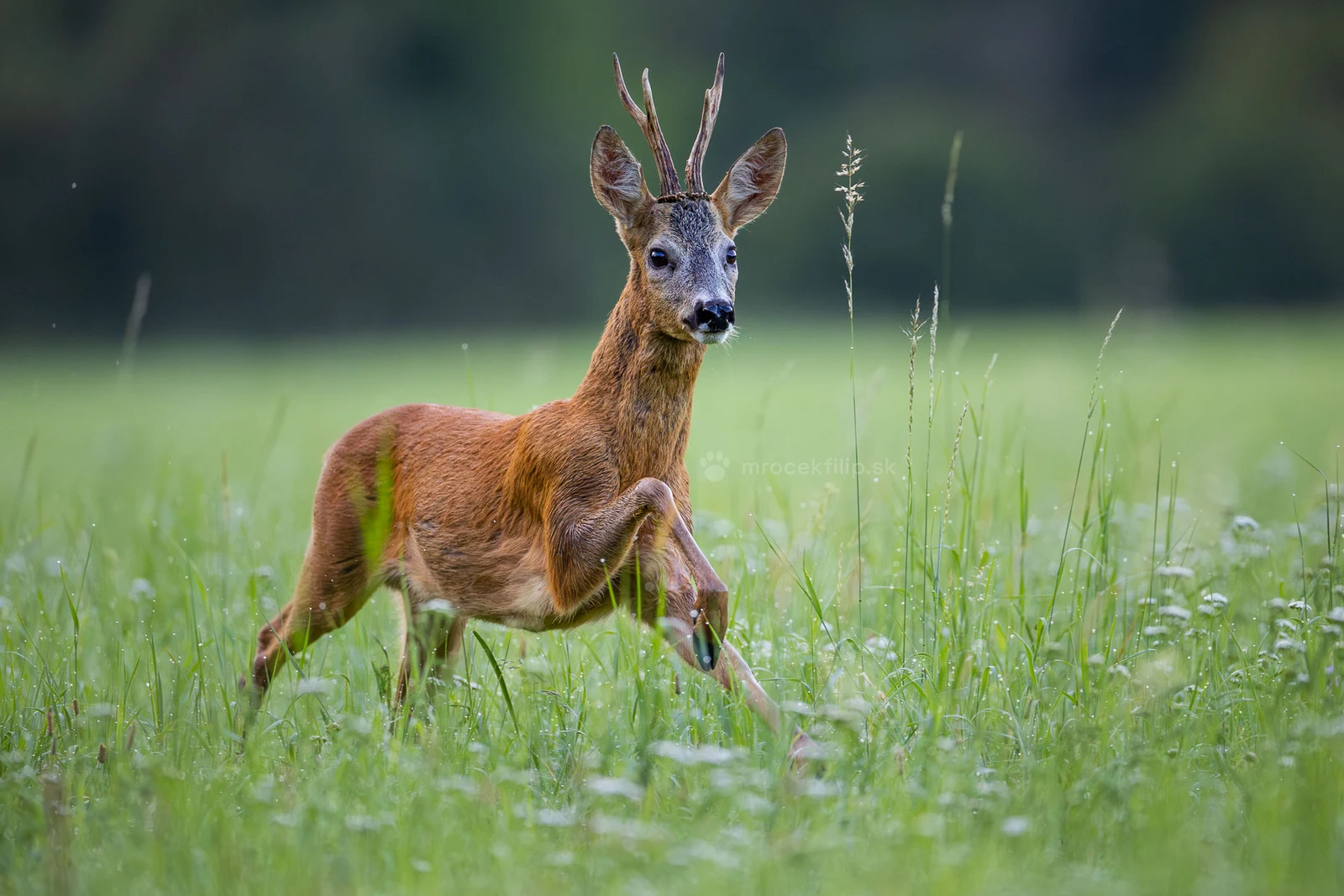 A roe buck leaps through tall grass, front legs raised.