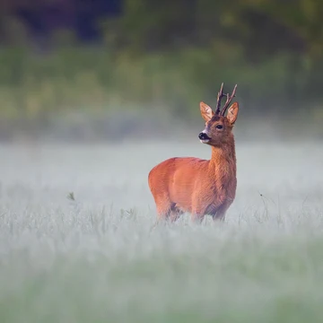 Srnec stojí na hmlistej rannej lúke, tráva okolo neho ešte celá orosená.