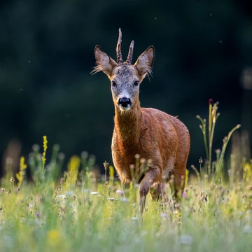Srnec stojí v kvitnúcej lúke vo večernom svetle, za ním tmavý okraj lesa.