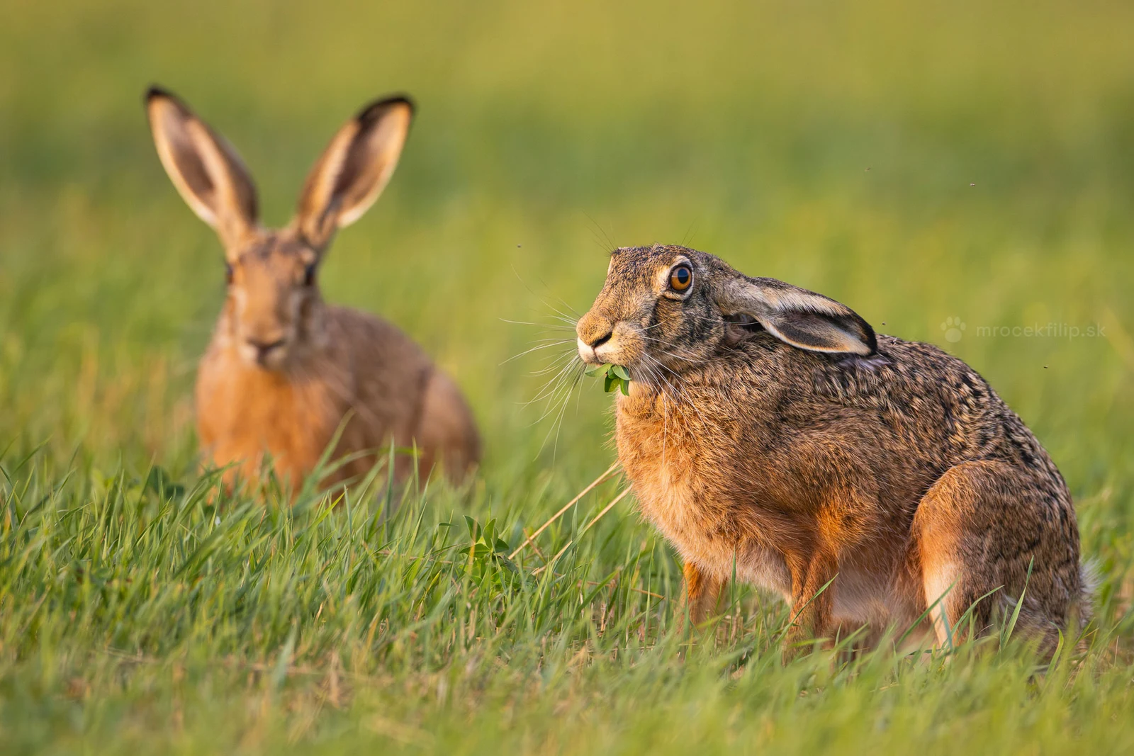 A hare chews a blade of grass while a second one watches from further back in the meadow.