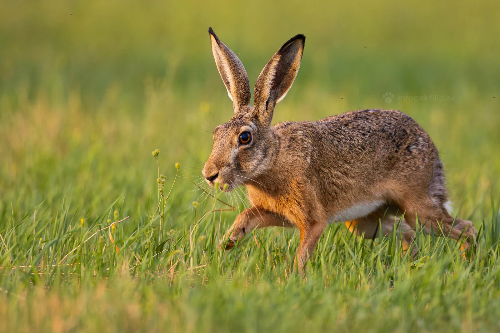 A brown hare runs across a meadow in evening light, ears up.