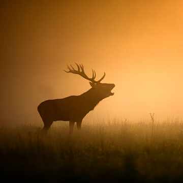 Silueta ručiaceho jeleňa v rannej hmle presvietenej vychádzajúcim slnkom.