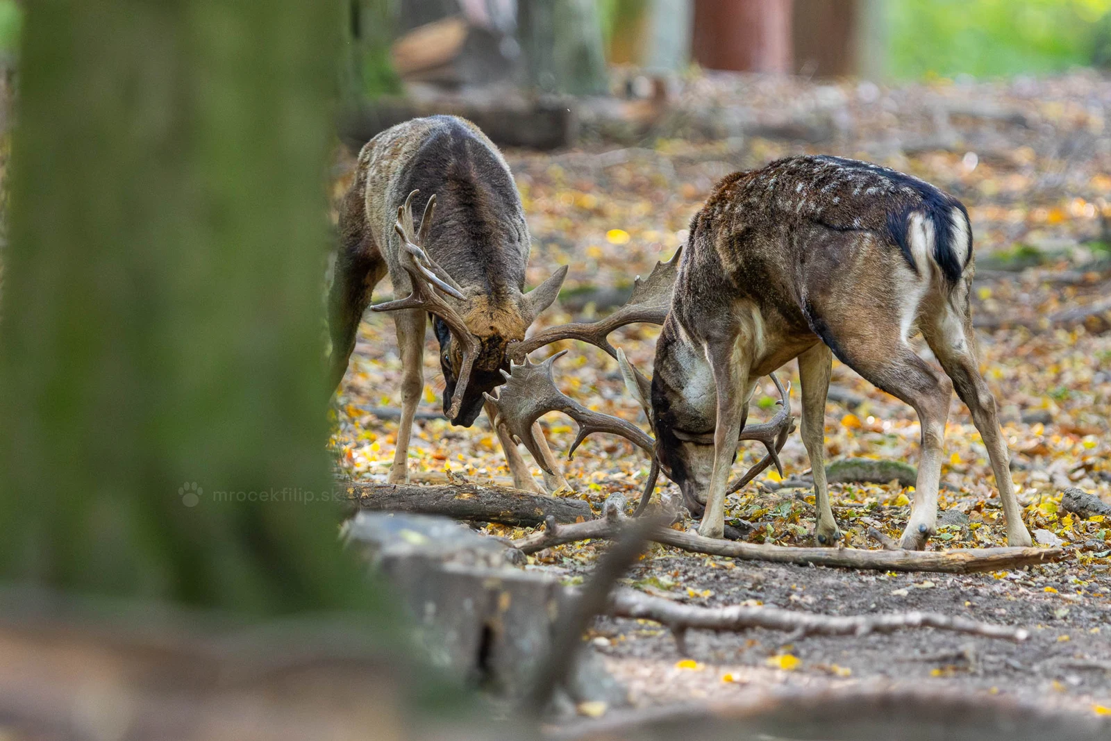 Two fallow bucks with locked antlers fight on the leaf-covered forest floor.