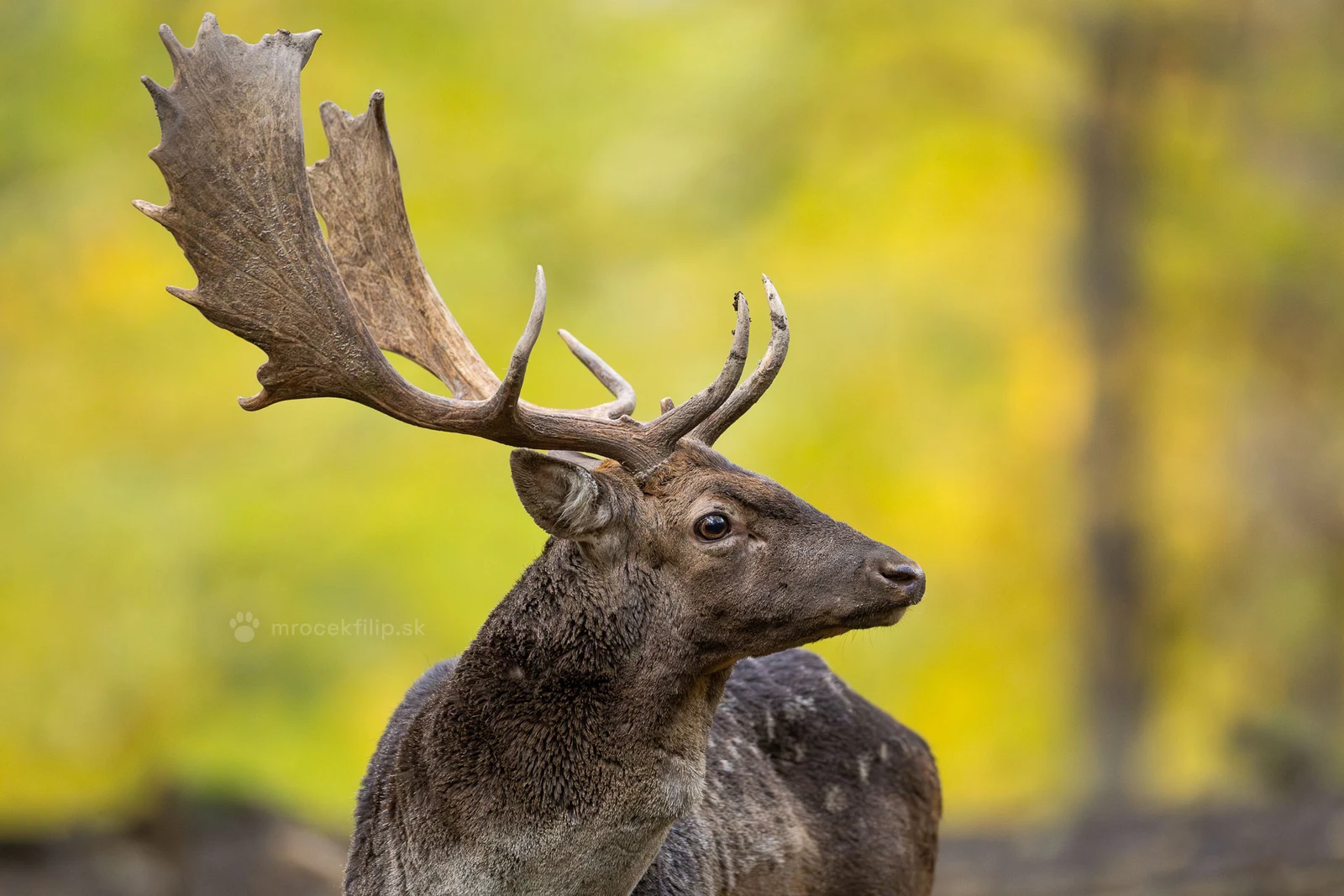 A portrait of a fallow buck with broad palmate antlers against the autumn forest.