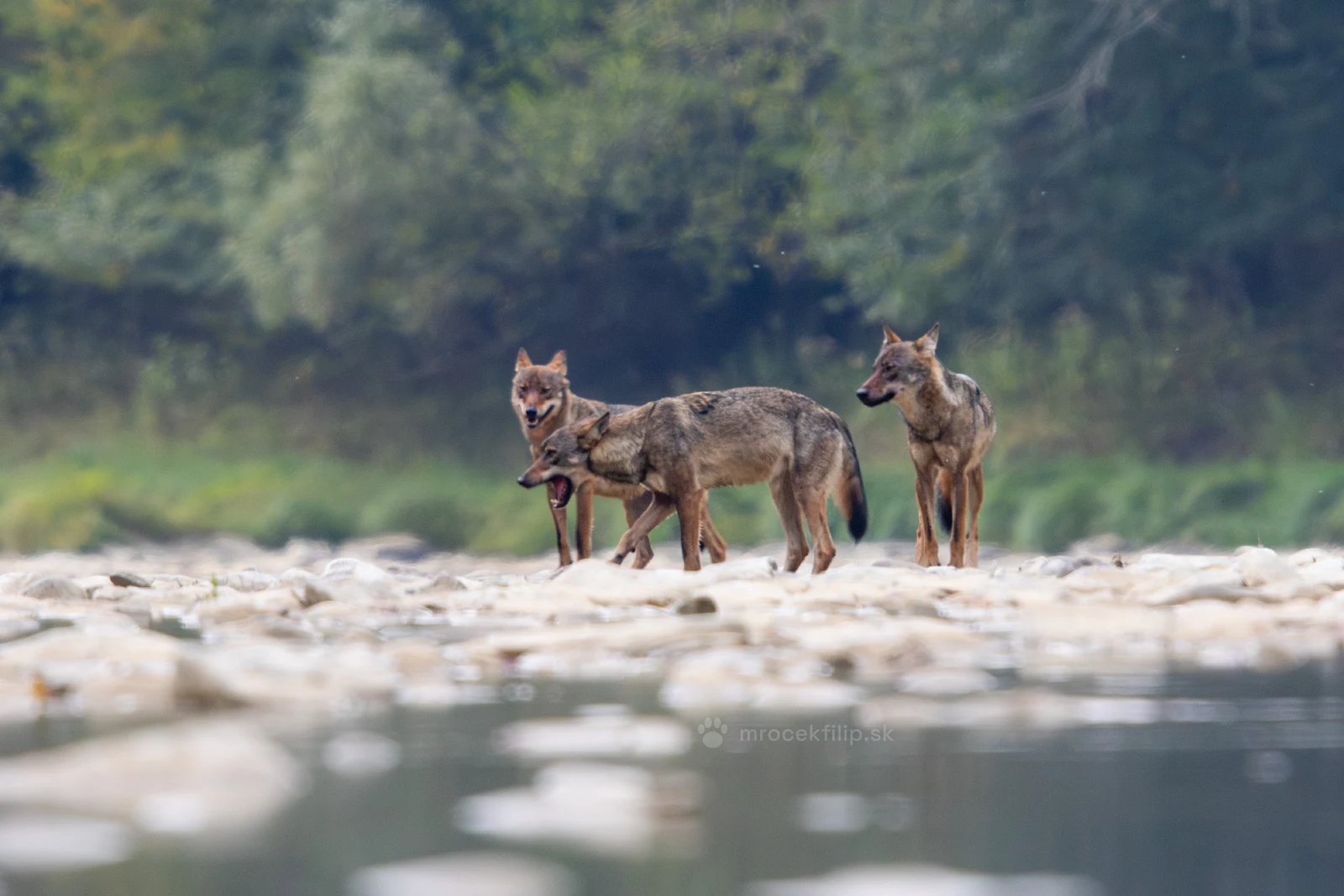 Three wolves on a stony river bank, one of them yawning.