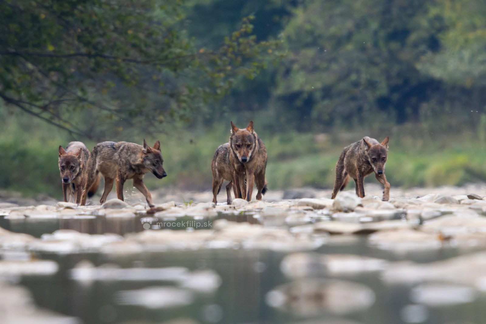 Four wolves walk along a stony river bank, one behind the other.