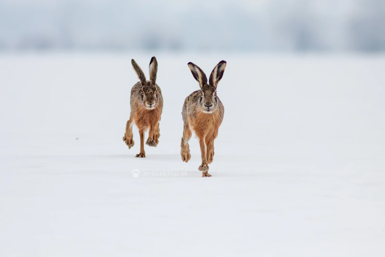 Two brown hares run across a snow-covered field straight towards me.