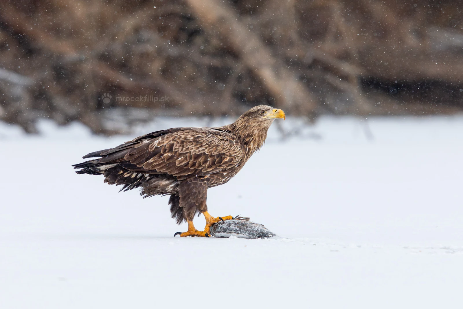 A white-tailed eagle stands over a caught fish in the snow as flakes fall around it.
