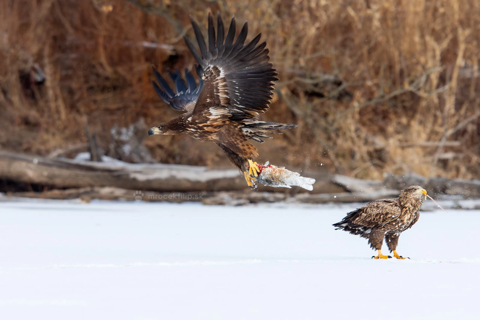 A white-tailed eagle takes off from the ice with a fish in its talons while a second eagle watches.