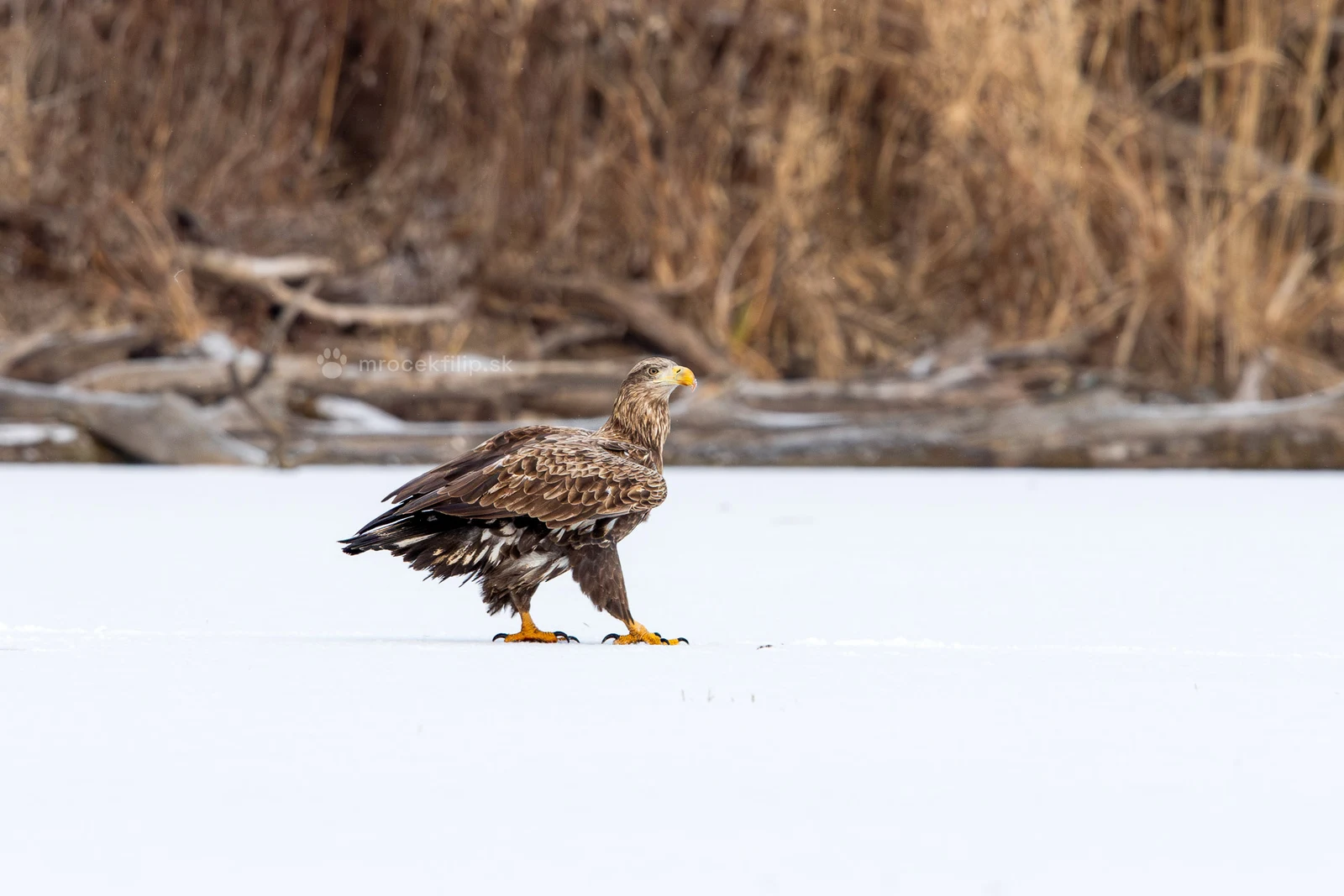 A white-tailed eagle walks across the frozen surface, dry reeds and driftwood behind it.