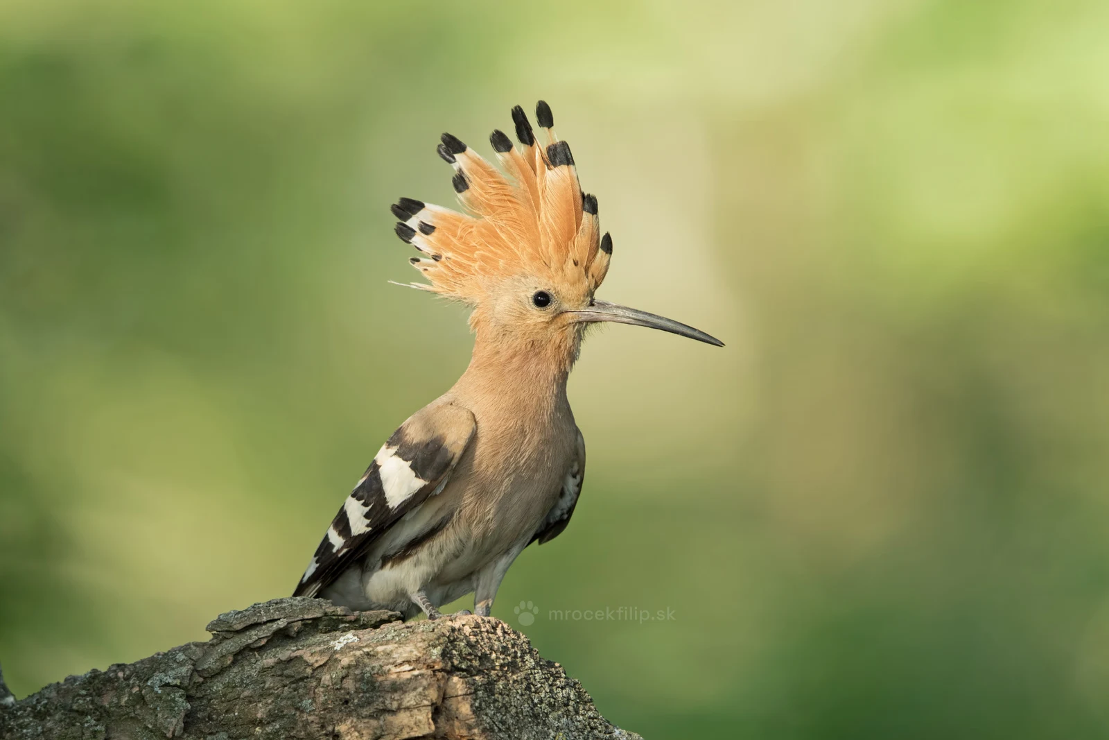 A hoopoe on a stump with its crest raised against a soft green background.