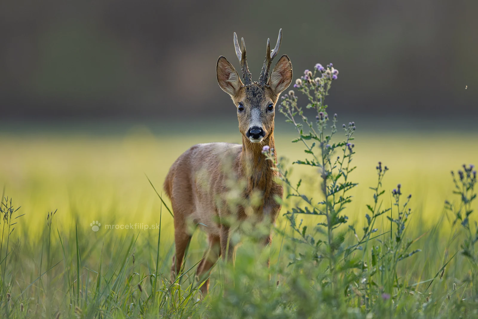 A portrait of a roe buck among thistles, head up and ears pricked.