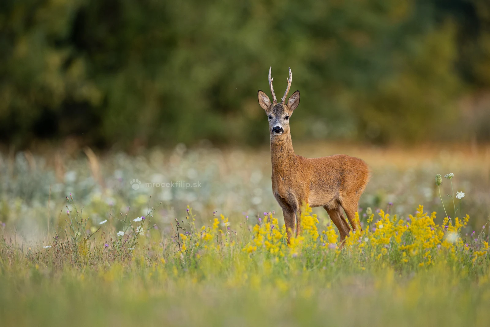 A roe buck stands among yellow wildflowers, looking straight into the lens.
