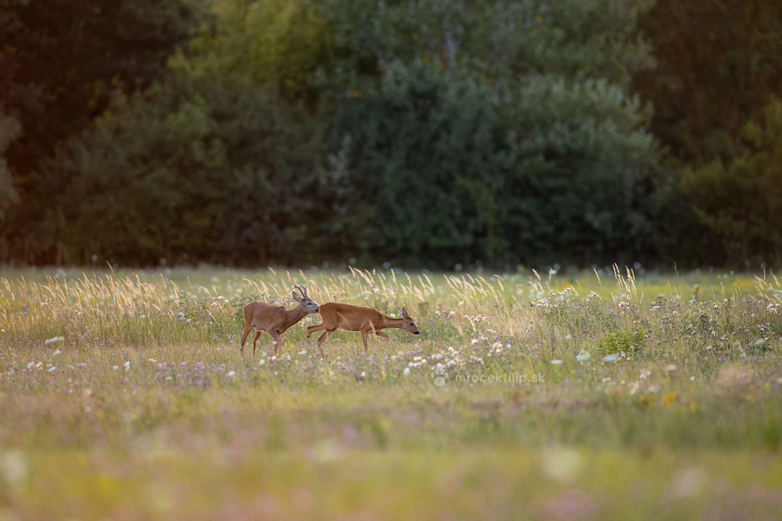 A roe buck and doe on a flowering meadow in evening light during the rut.