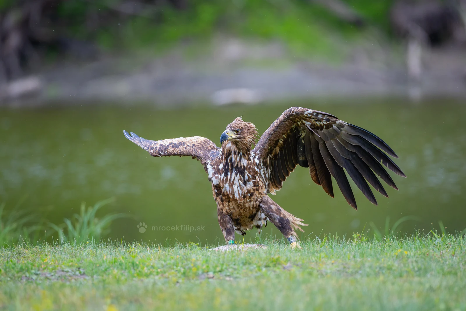 A white-tailed eagle spreads its wings over its prey on the bank, the water behind it.
