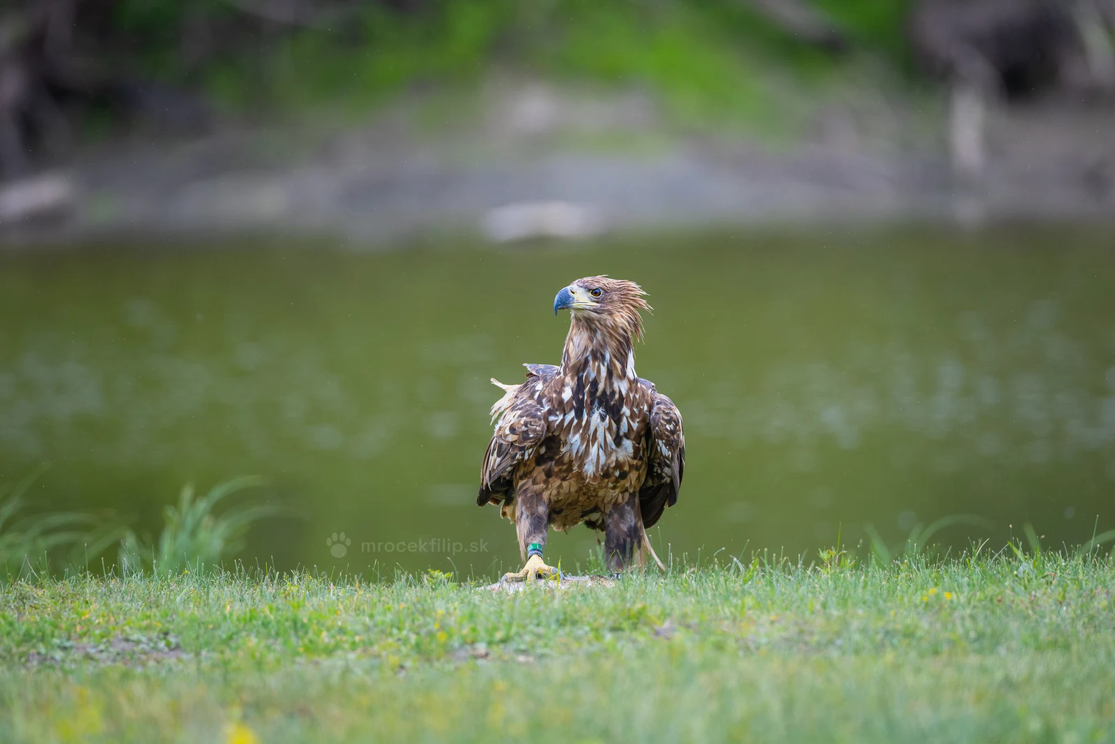 A young white-tailed eagle stands over its prey on a grassy bank by the water.