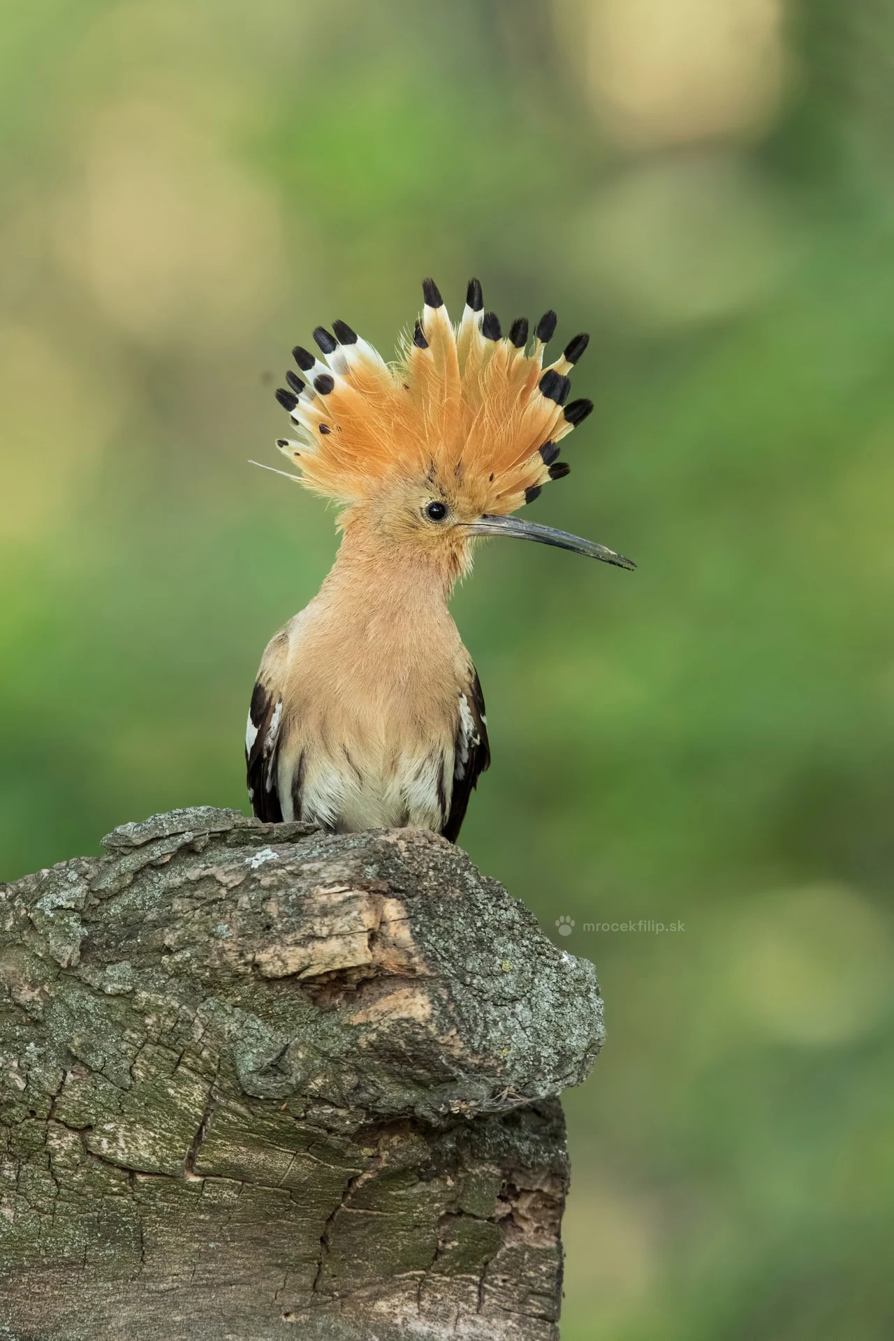 A hoopoe with its crest fully spread poses on a stump, facing the photographer.