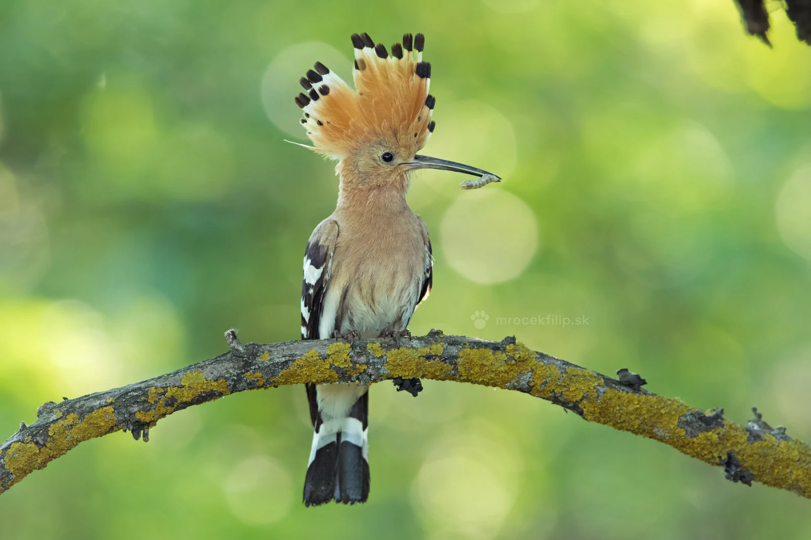A hoopoe with its crest fanned wide looks straight into the lens from a lichen-covered branch.