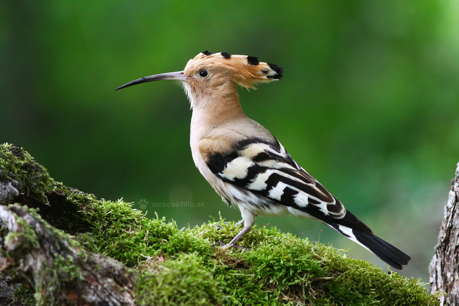 A hoopoe with its crest raised, standing on a mossy stump against the green of the forest.