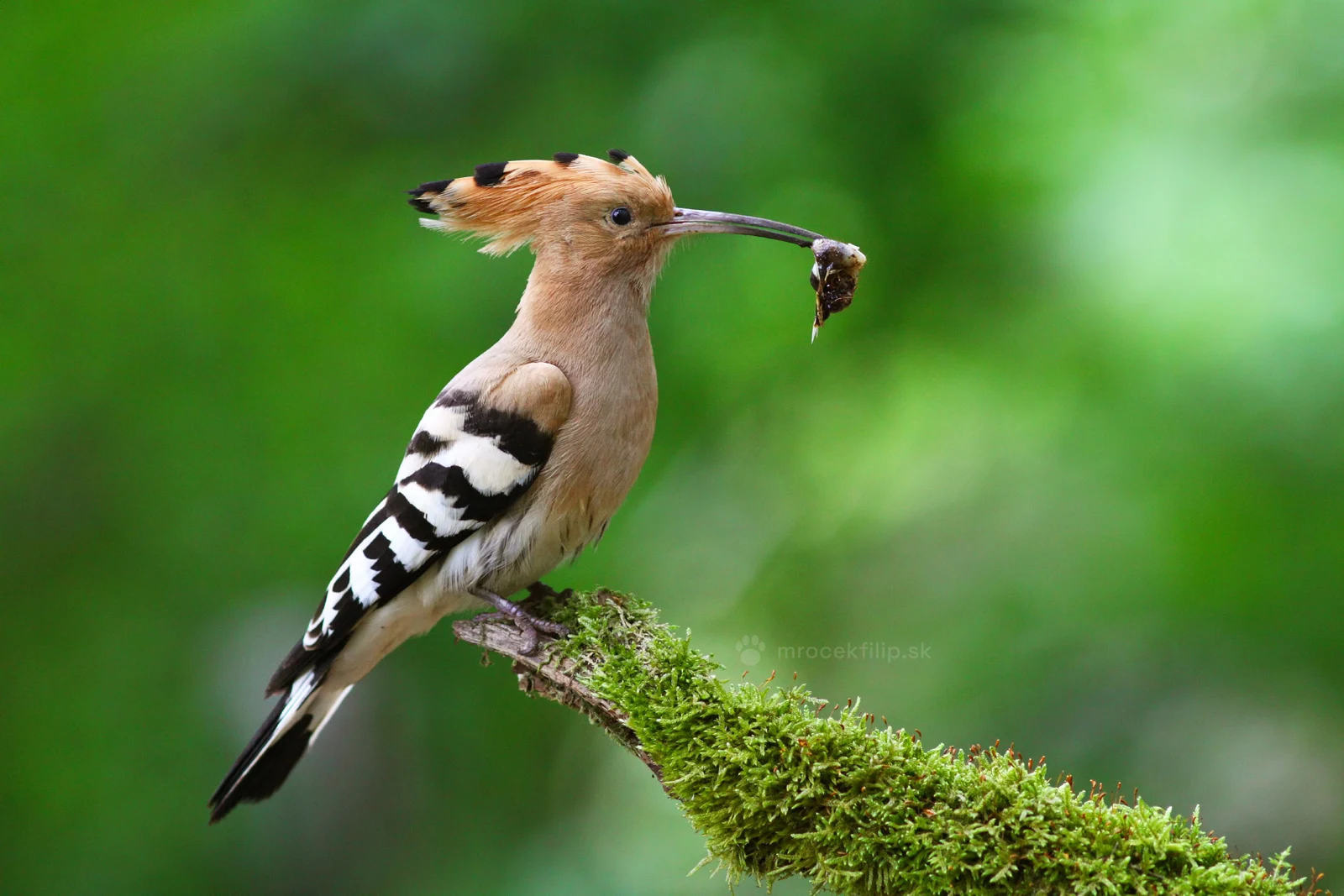 A hoopoe with a freshly caught grub in its bill, perched on a moss-covered branch.