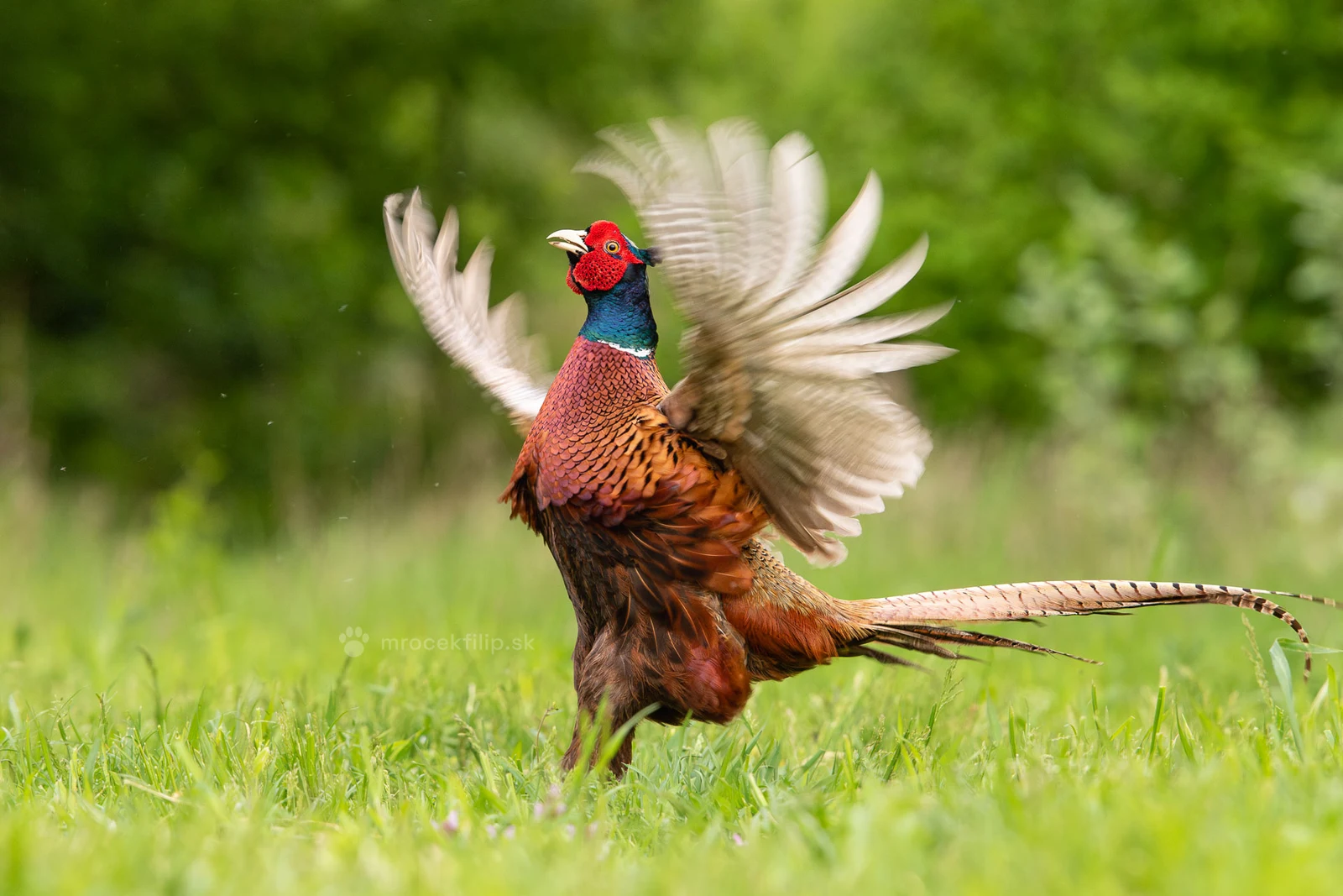 A pheasant with its wings spread in a meadow during courtship.