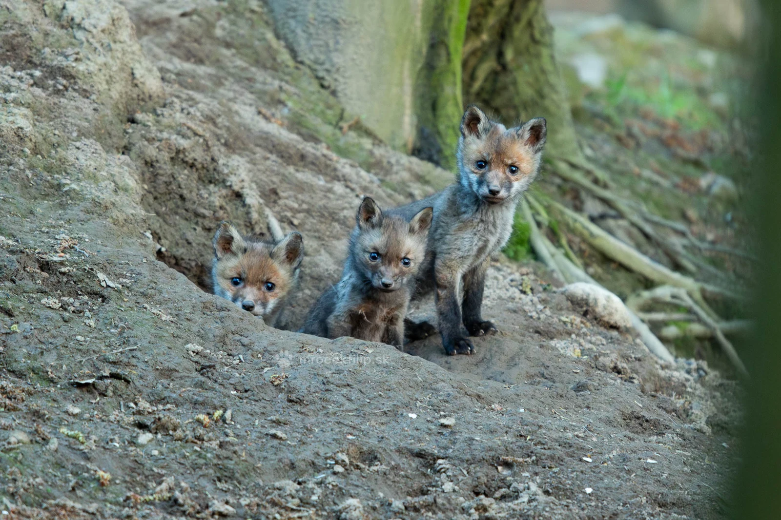 Three fox cubs sit at the edge of their den, watching their surroundings, their deep black eyes glistening in the soft woodland light.