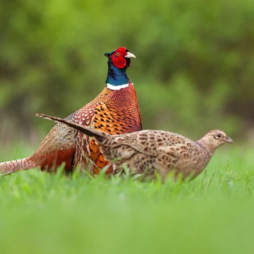 Samec a samica bažanta poľovného stoja v nízkej zelenej tráve vedľa seba.