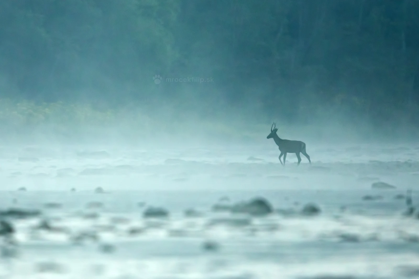 A red deer walks through a river shrouded in thick mist.