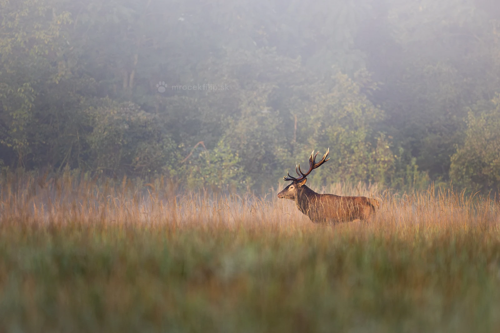 A red deer with impressive antlers stands in tall, dew-covered grass at the edge of the forest.