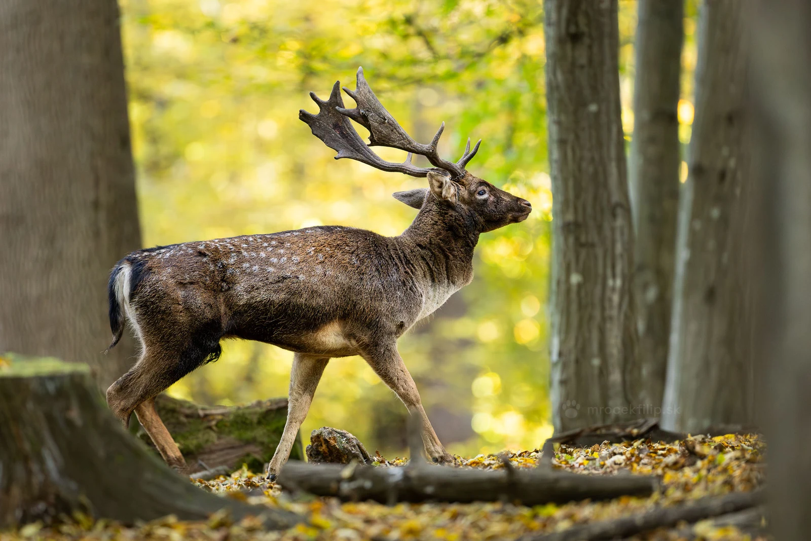 A male fallow deer with large palmate antlers walks between the trees.