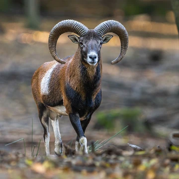 A male mouflon with large curved horns walks through the forest among the trees.