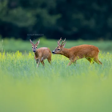 Wildlife photograph by Filip Mrocek