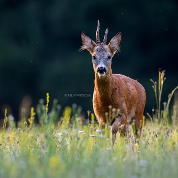 Wildlife photograph by Filip Mrocek