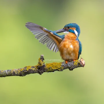 Wildlife photograph by Filip Mrocek
