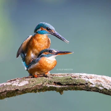 Wildlife photograph by Filip Mrocek