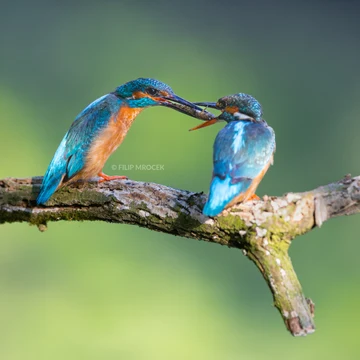 Wildlife photograph by Filip Mrocek