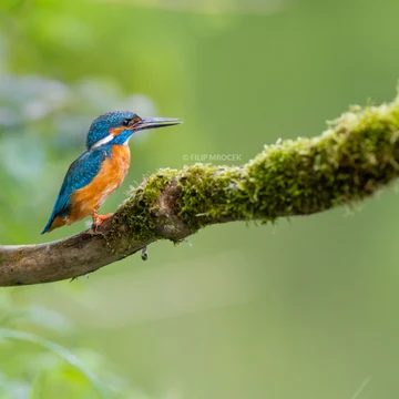Wildlife photograph by Filip Mrocek