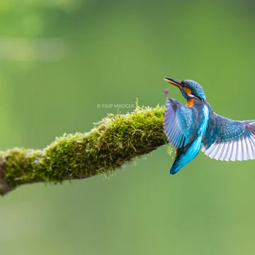 Wildlife photograph by Filip Mrocek