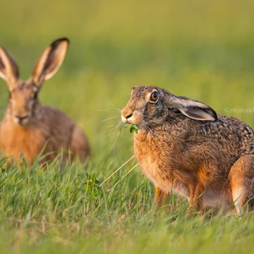 Wildlife photograph by Filip Mrocek