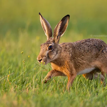Wildlife photograph by Filip Mrocek