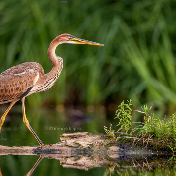 Wildlife photograph by Filip Mrocek
