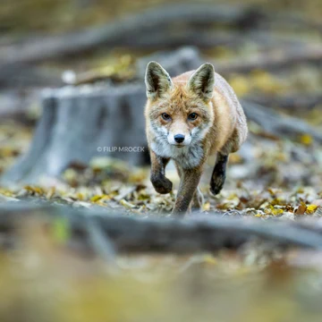 Wildlife photograph by Filip Mrocek