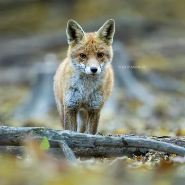 Wildlife photograph by Filip Mrocek