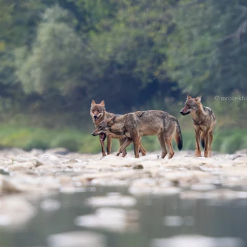 Wildlife photograph by Filip Mrocek