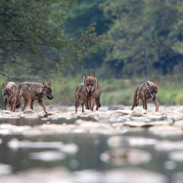 Wildlife photograph by Filip Mrocek
