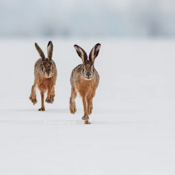 Wildlife photograph by Filip Mrocek