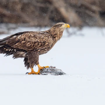 Wildlife photograph by Filip Mrocek