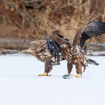 Wildlife photograph by Filip Mrocek