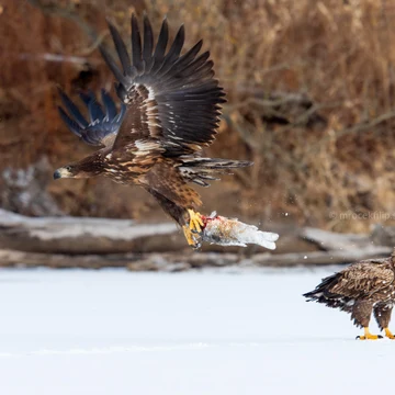 Wildlife photograph by Filip Mrocek